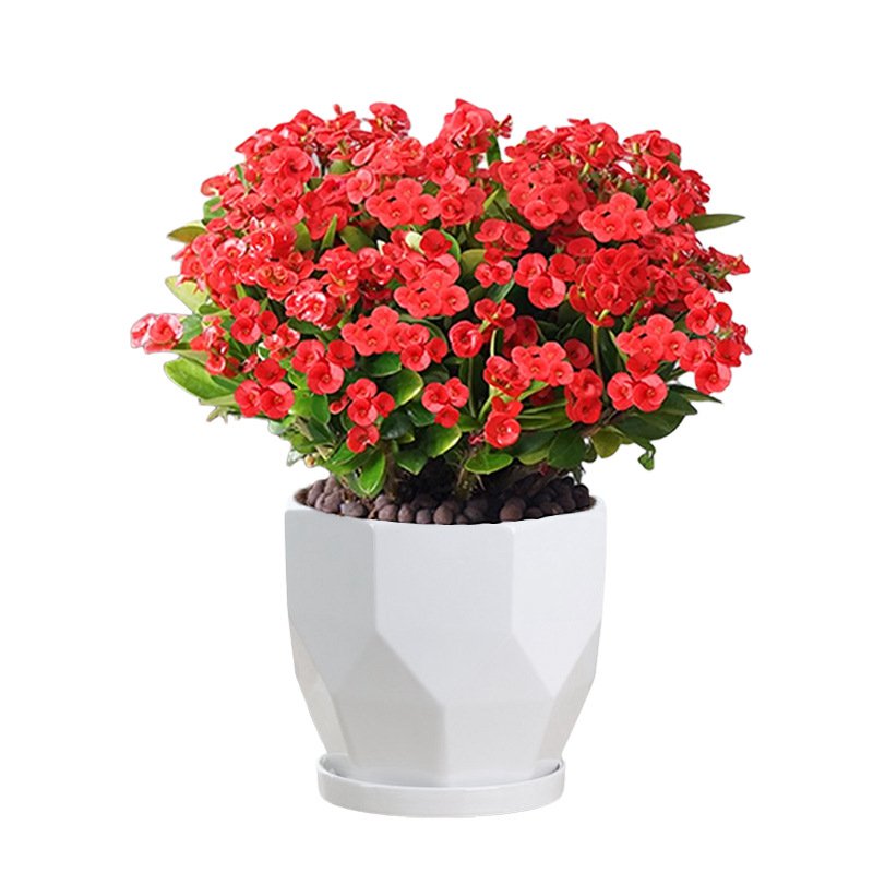 가시관나무 실내 분재