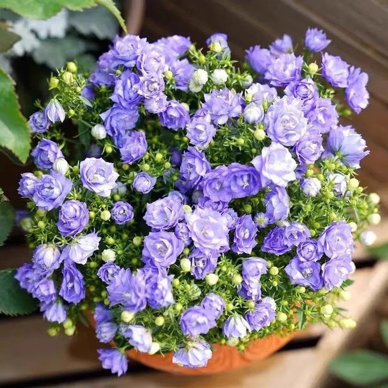 겹꽃 덴마크 벨플라워