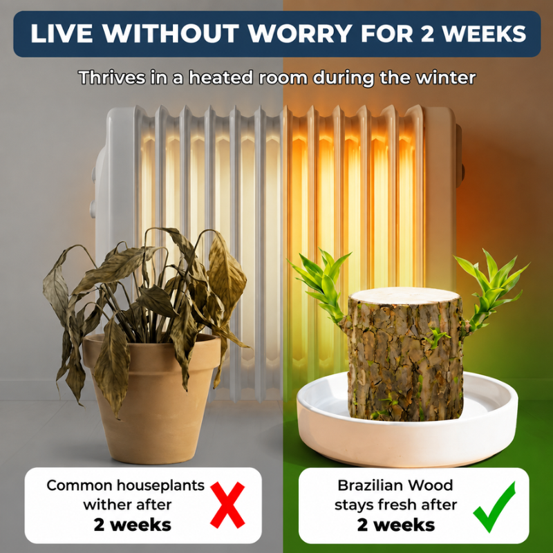 Natural cozy atmosphere Decorative Ornament Ornament Decoration environmental protection and safety 