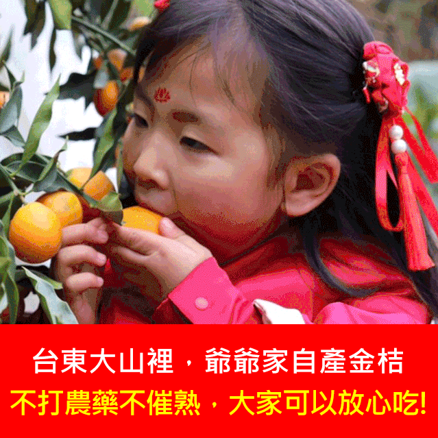 【愛心助農，台東深山自種金桔】多汁無壞果！冰糖金桔幹