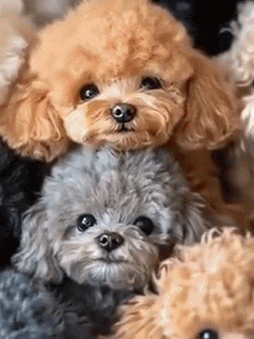 Robot knuffelhondje met korte vacht