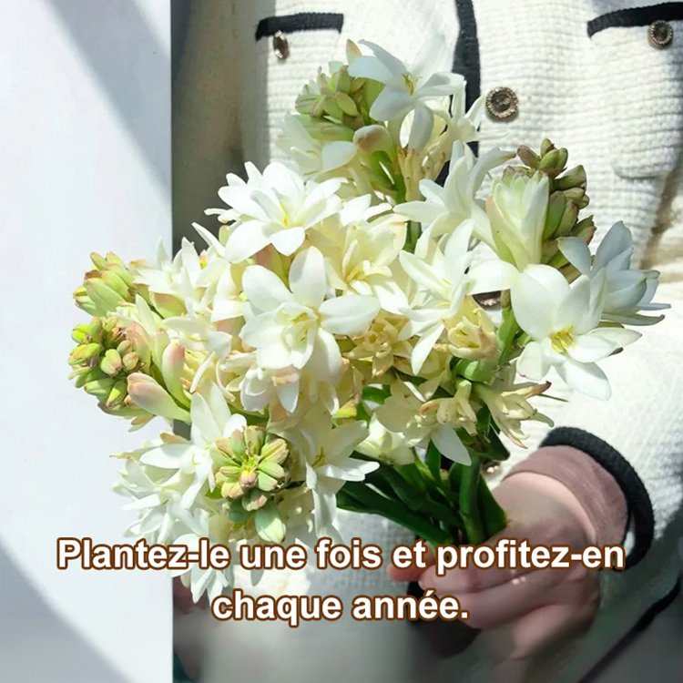 【Parfum qui se répand au loin】Fleurs de tubéreuse