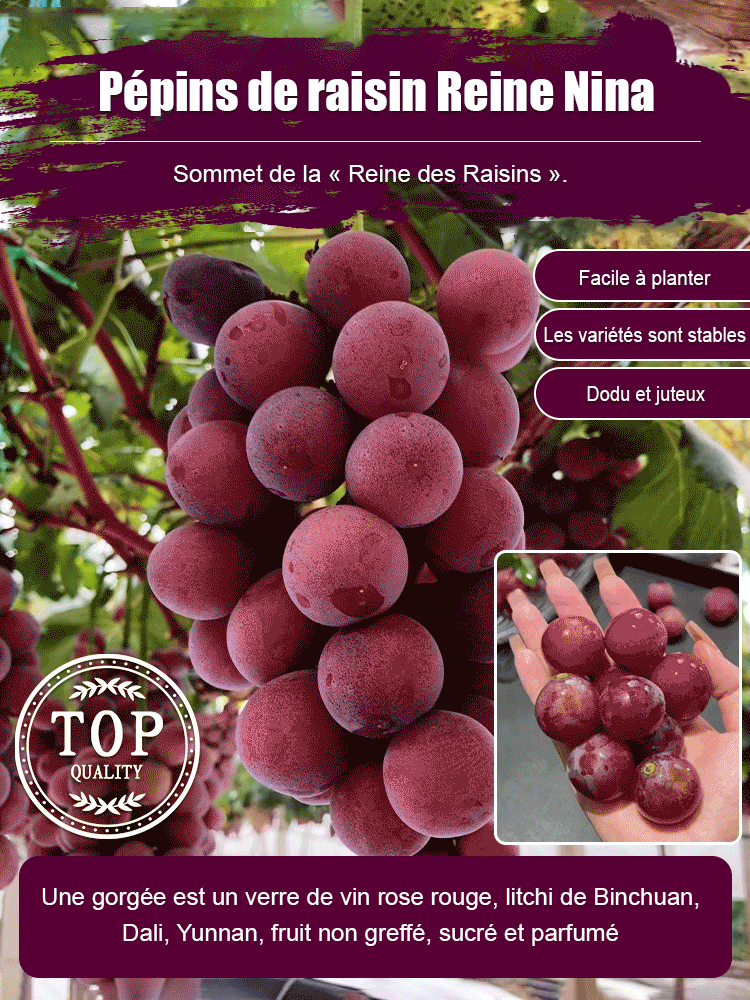 Raisins Queen Nina à l'arôme naturel du vin