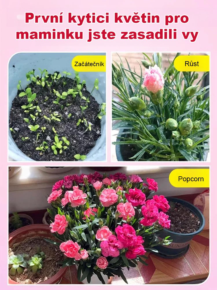 【Čtyři roční období kvetou】 Dvojitá semena karafiátu