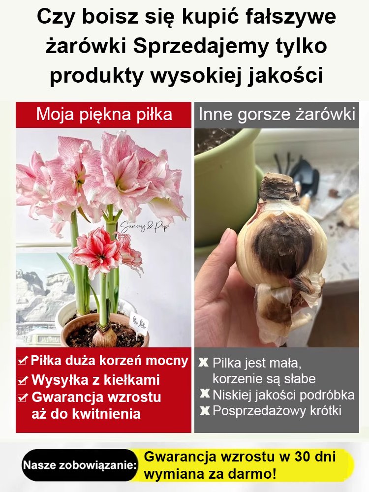 Silnie pachnące, całoroczne, kwitnące cebule amarylisów
