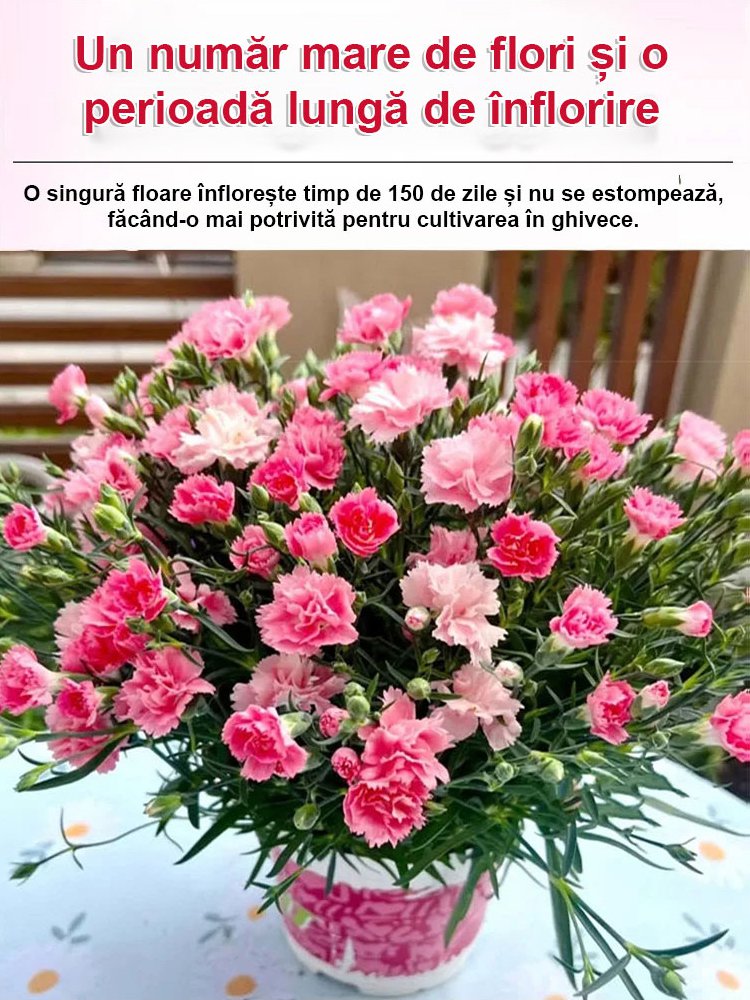 【Flori în patru anotimpuri】Semințe de garoafe duble