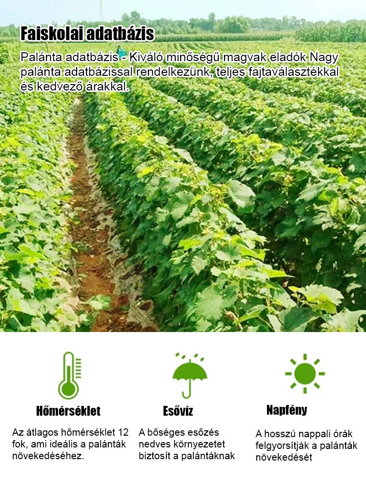 Csak édes, nem savanyú – importált hibrid, alacsony növésű Kék Zafír szőlő