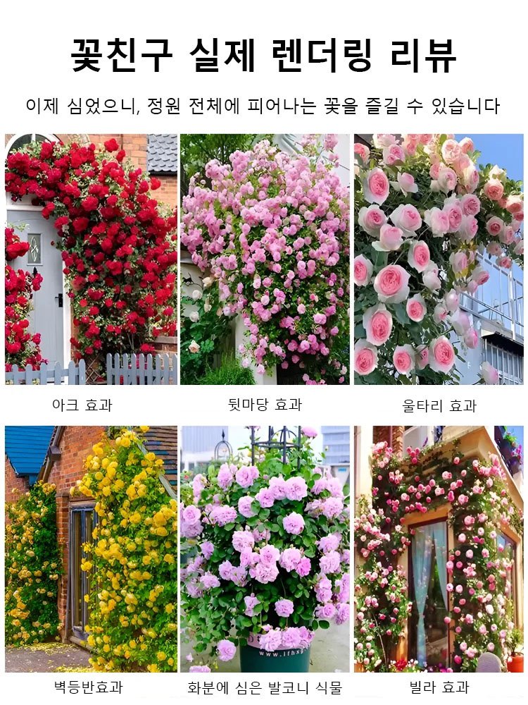 【사계절 개화】이중꽃 장미씨앗