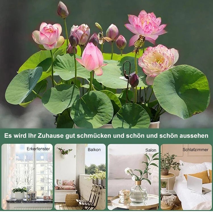 【Transport und Reichtum】Beobachten Sie die im Wasser wachsenden Muscheln