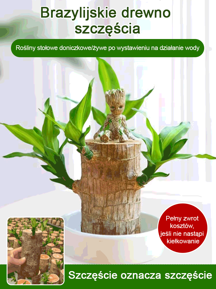 【Szczęście się odwraca】Hydroponiczna szczęśliwa roślina w doniczce