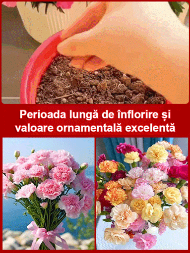 【Flori în patru anotimpuri】Semințe de garoafe duble