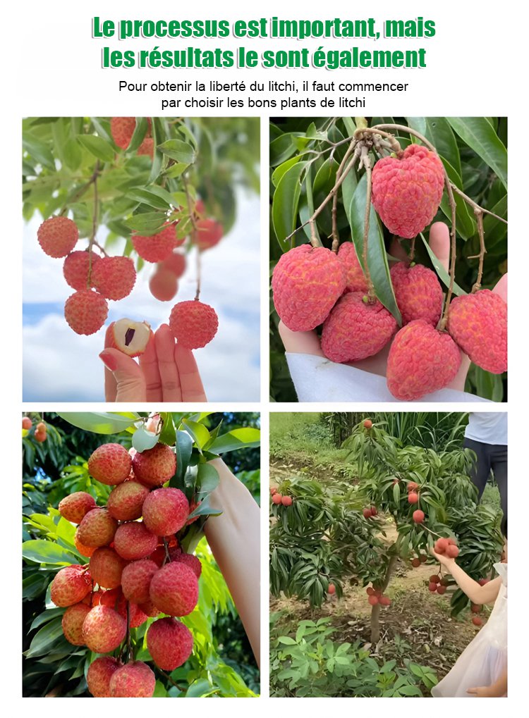 Graines de litchi de qualité supérieure