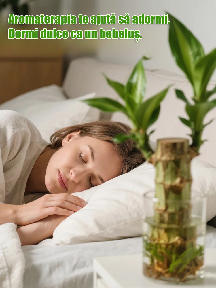【Timpul schimbării】Plante în ghiveci cu bambus norocos hidroponic