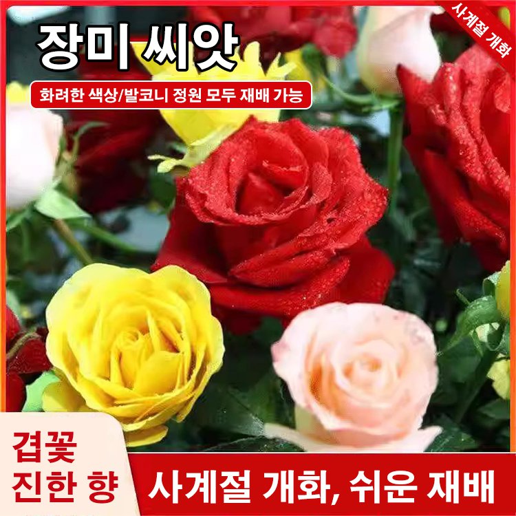 [구석에서도 생존 가능] 사계절 장미 씨앗