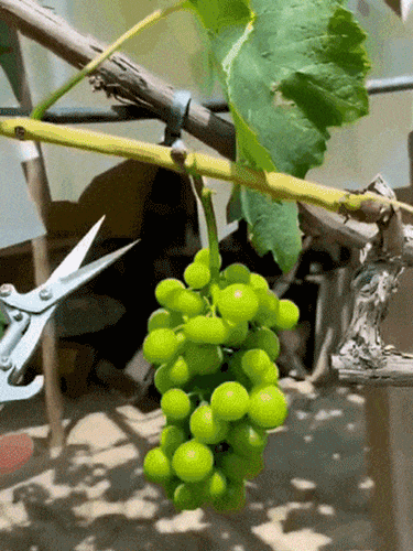 Lightweight Effort-Saving Fruit Branch Pruner
