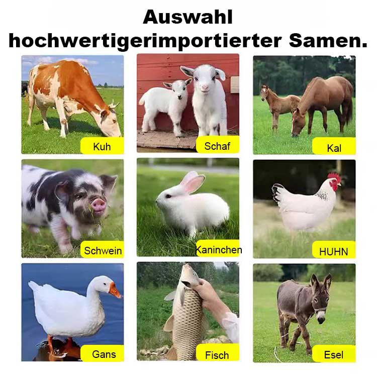 Importiertes Futtergrassamen für die Hühner-, Rinder-, Schaf- und Fischzucht.