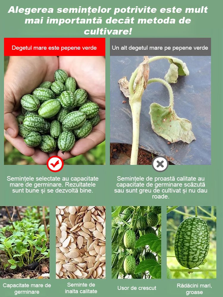 HFH-【Ușor de cultivat】 Pepene verde degetul mare