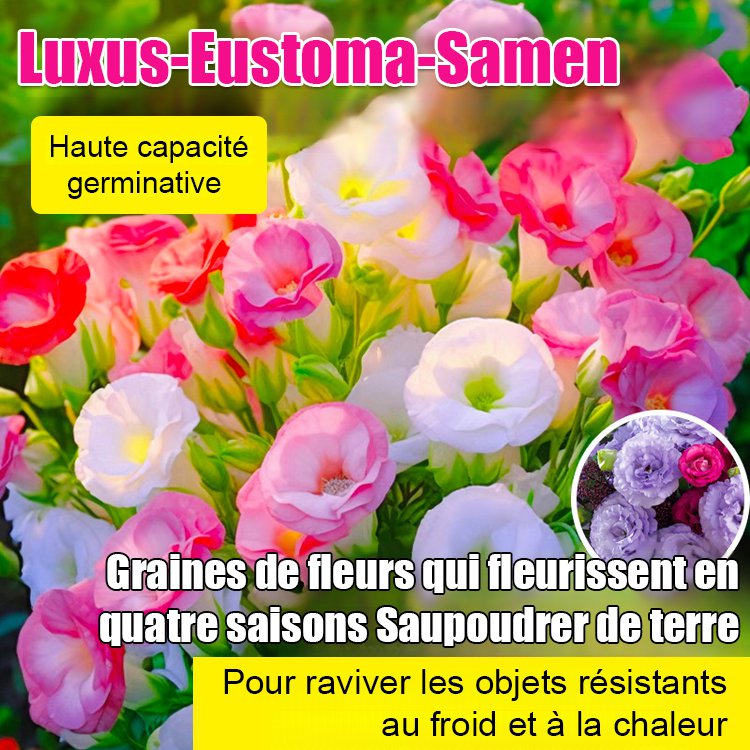 【Fleurs en hiver】Graines de lisianthus de qualité