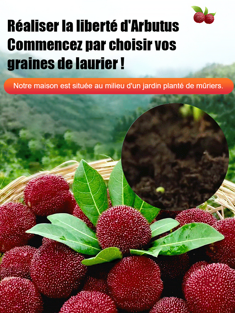Plantation de graines de laurier de Dongkui dans les jardins familiaux