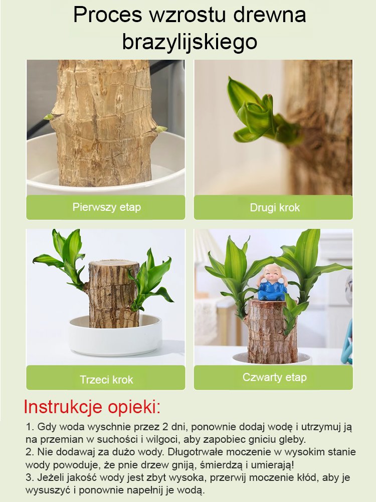 【Szczęście się odwraca】Hydroponiczna szczęśliwa roślina w doniczce