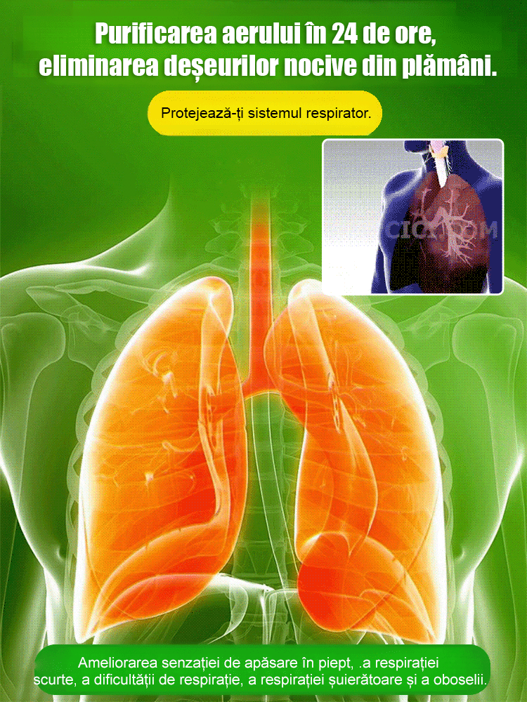 【Timpul schimbării】Plante în ghiveci cu bambus norocos hidroponic
