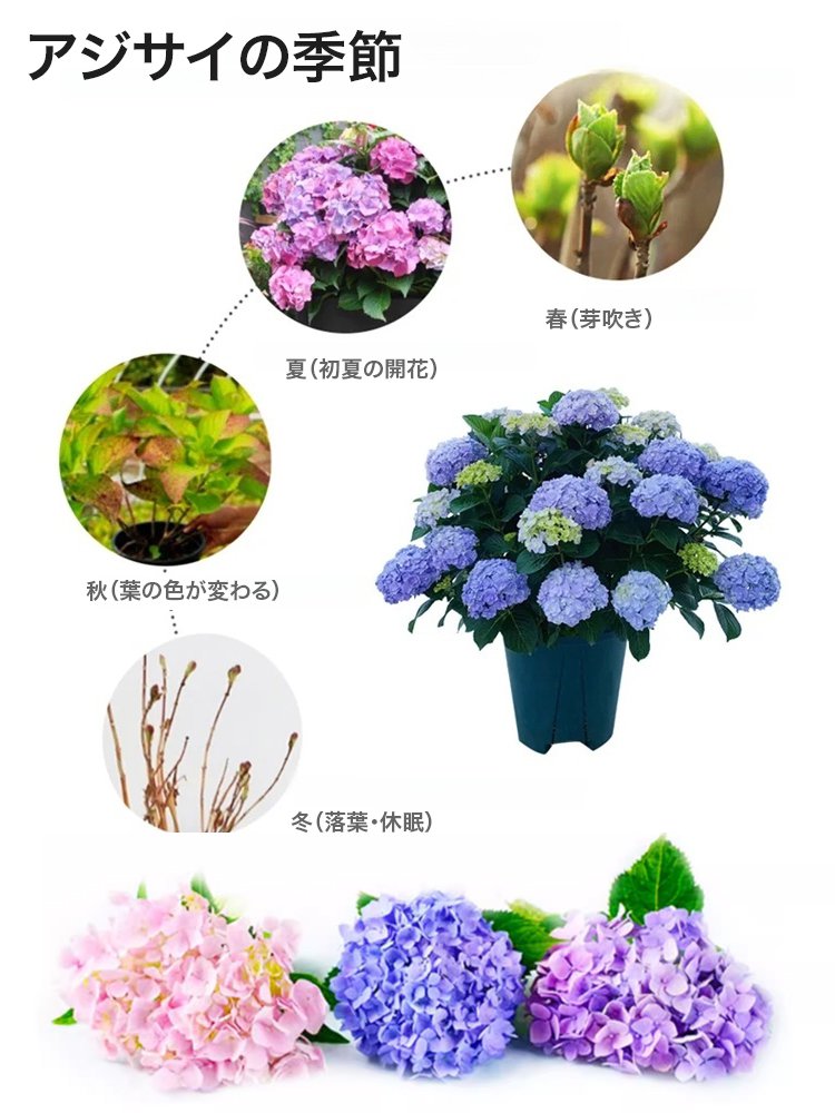 アジサイの種