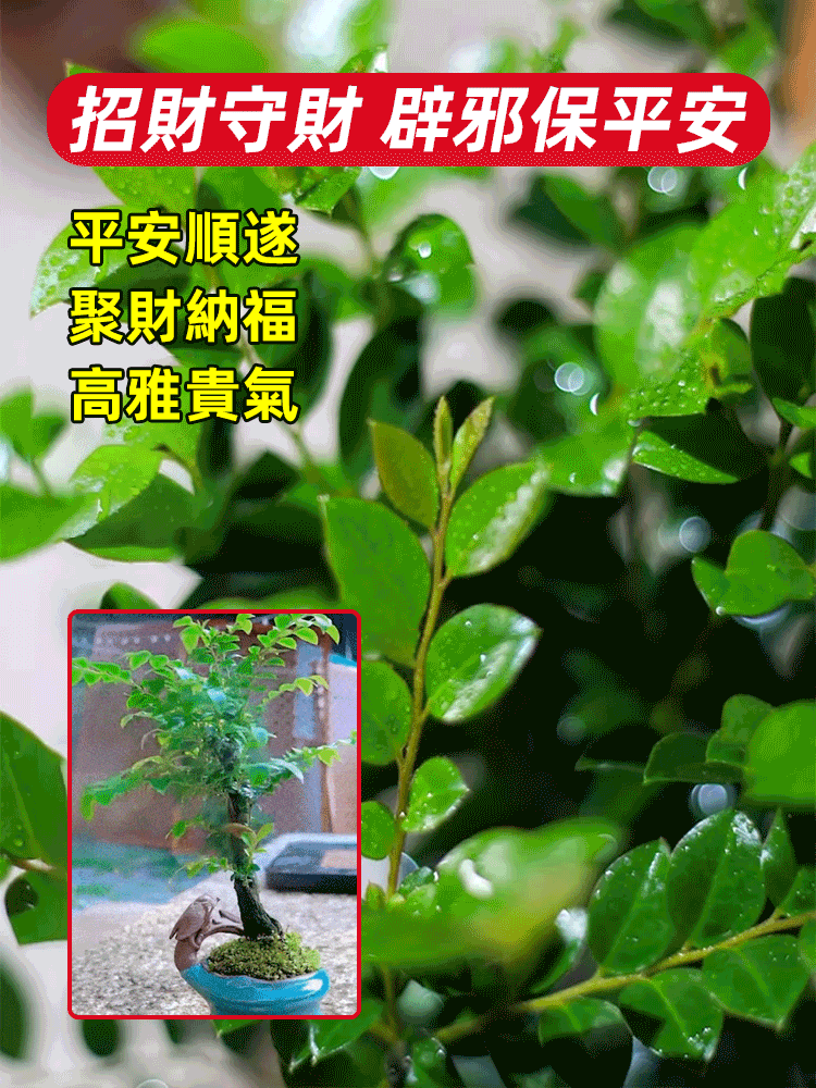 珍稀禪意小葉紫檀