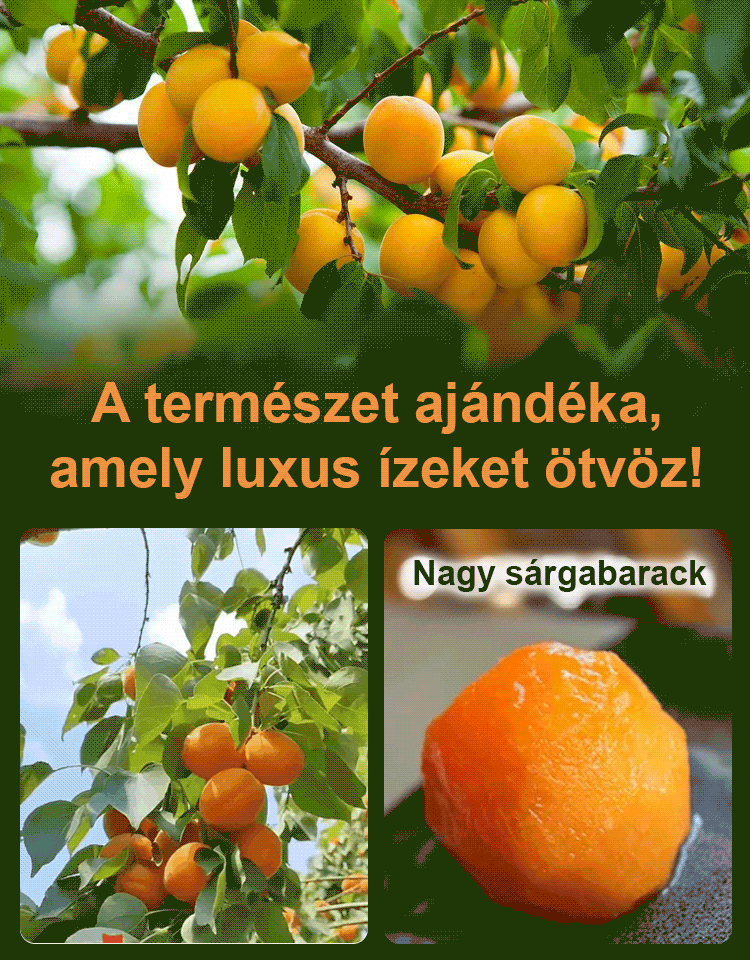 Savanykás és édes cukormentes sárgabarack aszalvány