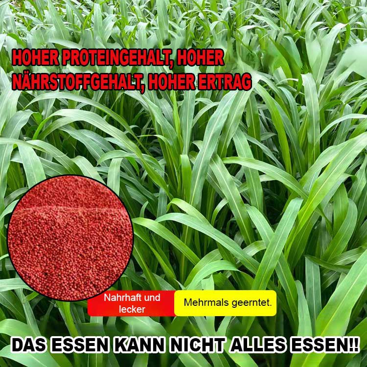 Importiertes Futtergrassamen für die Hühner-, Rinder-, Schaf- und Fischzucht.