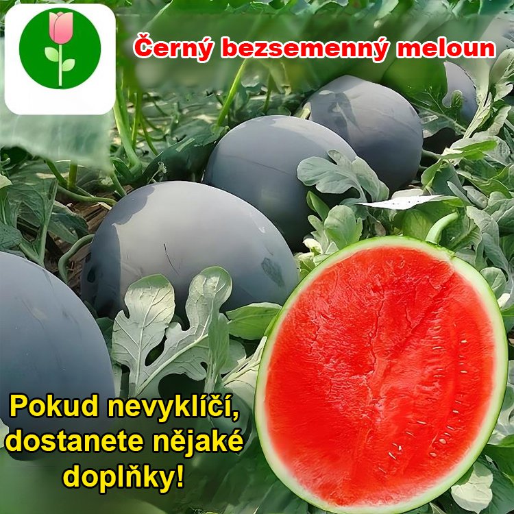 Vysoce výnosná semena vodního melounu bez pecky s černou slupkou