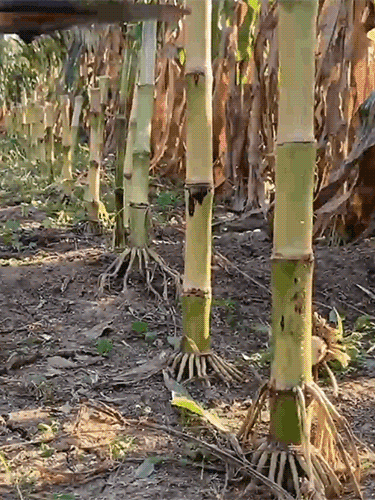 【Garantía de 10 años】Cortacésped de jardín ligero con batería de litio