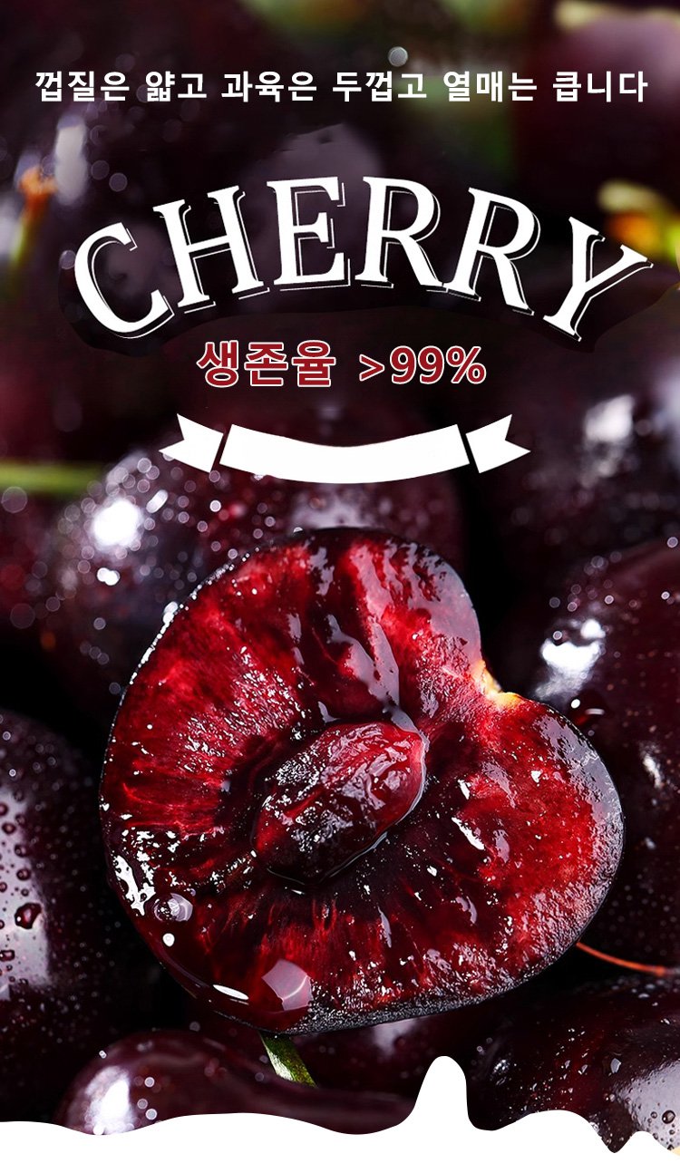 건강한 체리나무 묘목 모습