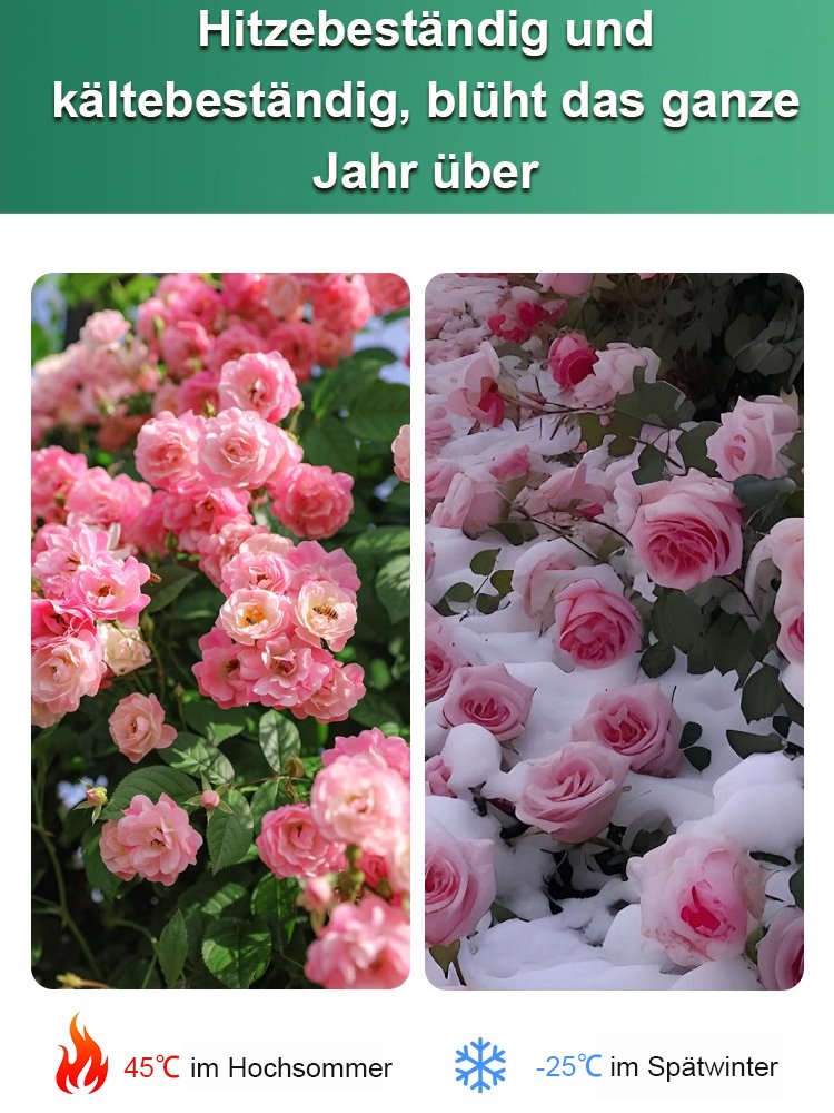 【Mit Wasser gedeiht es 100 Jahre】Wüstenrosen-Zwiebelblume✨️50 % Rabatt für eine begrenzte Zeit