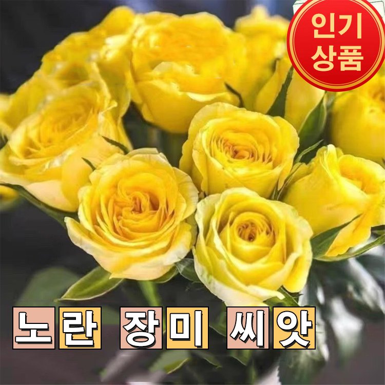 [구석에서도 생존 가능] 사계절 장미 씨앗