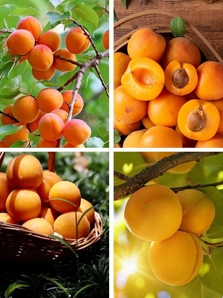 Ergiebige Königs-Aprikosenbaumsamen