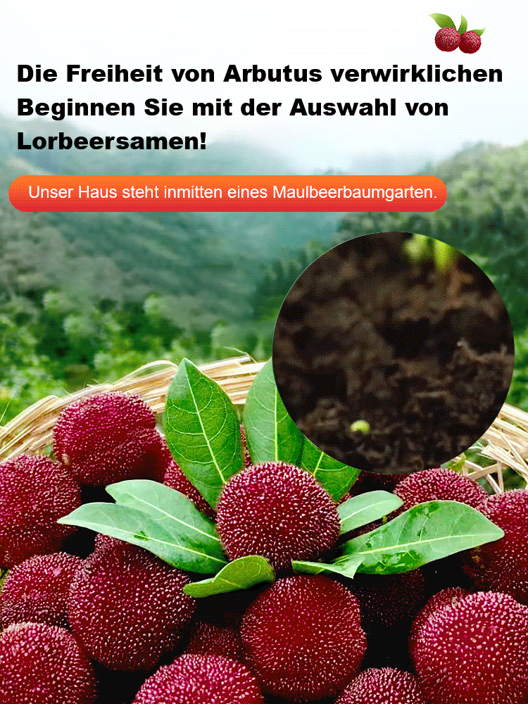 Home garden planting Dongkui prune 