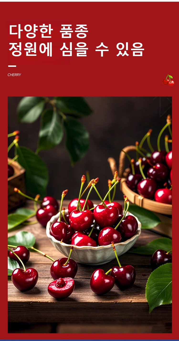 체리나무 묘목 재배 과정