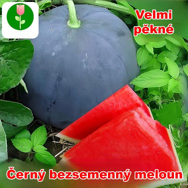 Vysoce výnosná semena vodního melounu bez pecky s černou slupkou