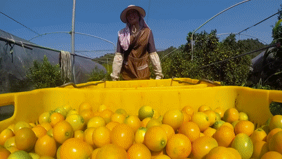 2020_0222_1b5a94dcg00q63466014bc000bc006em.gif