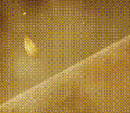 1606384491578764.gif