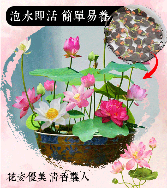 【轉運招財】觀賞水培碗蓮