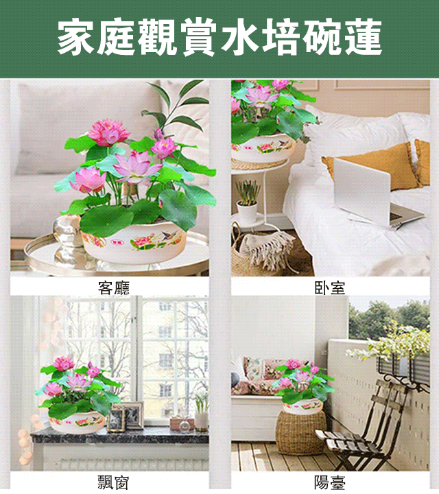 【轉運招財】觀賞水培碗蓮