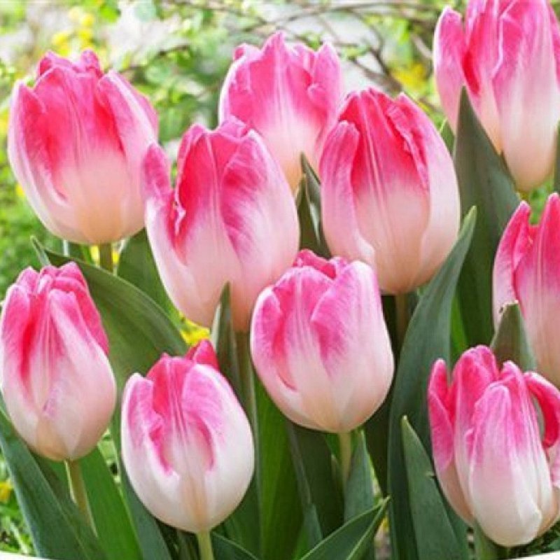 Hydroponic tulips