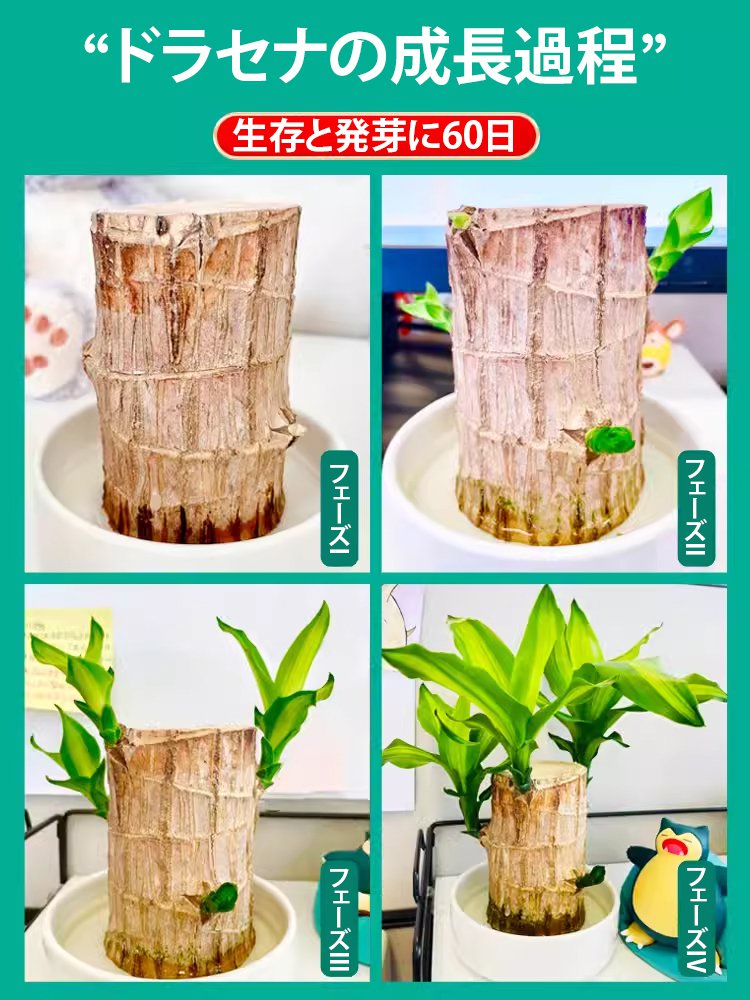 運気を高める誰にでも育てやすい水耕栽培のミニ観葉植物