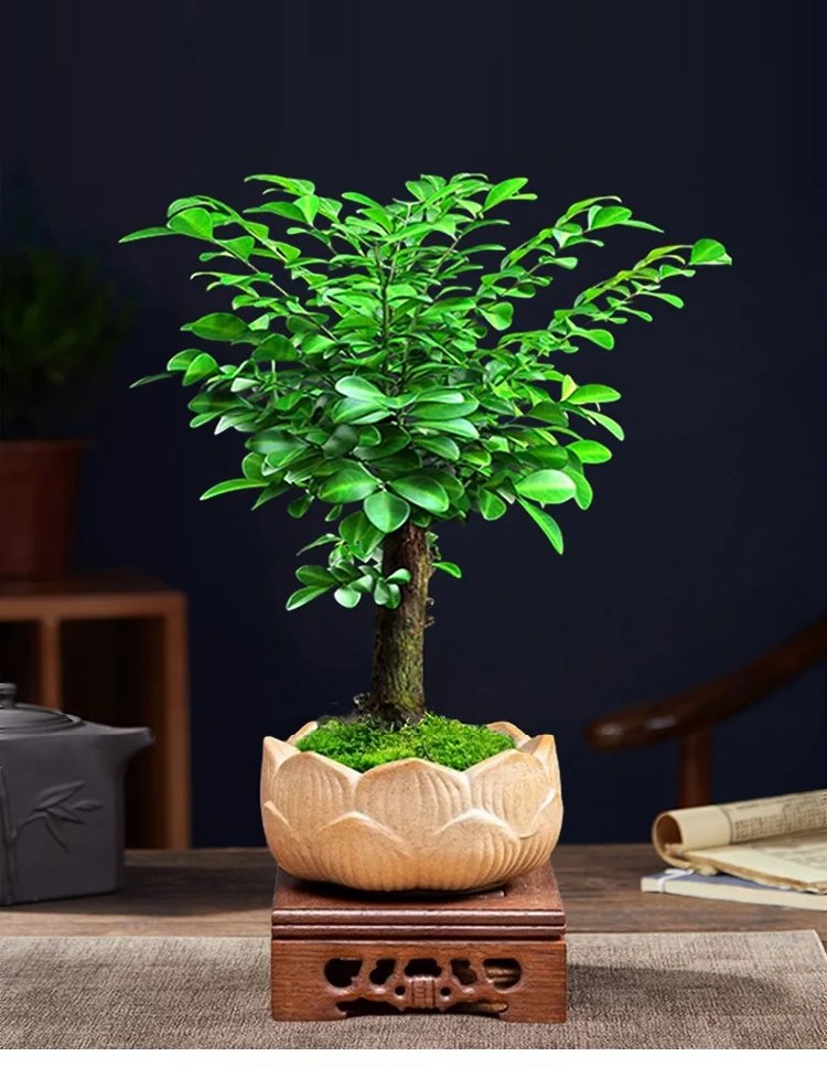 小葉紫檀の美しい木目サンプル