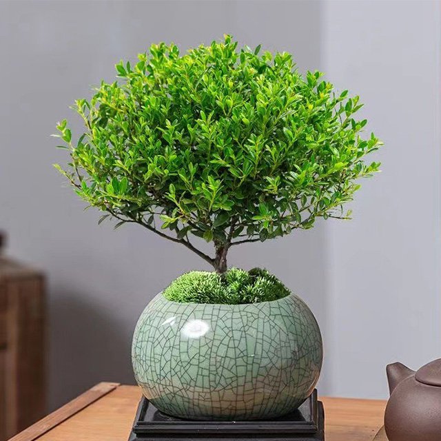 Small-leaved Syzygium Bonsai Plant