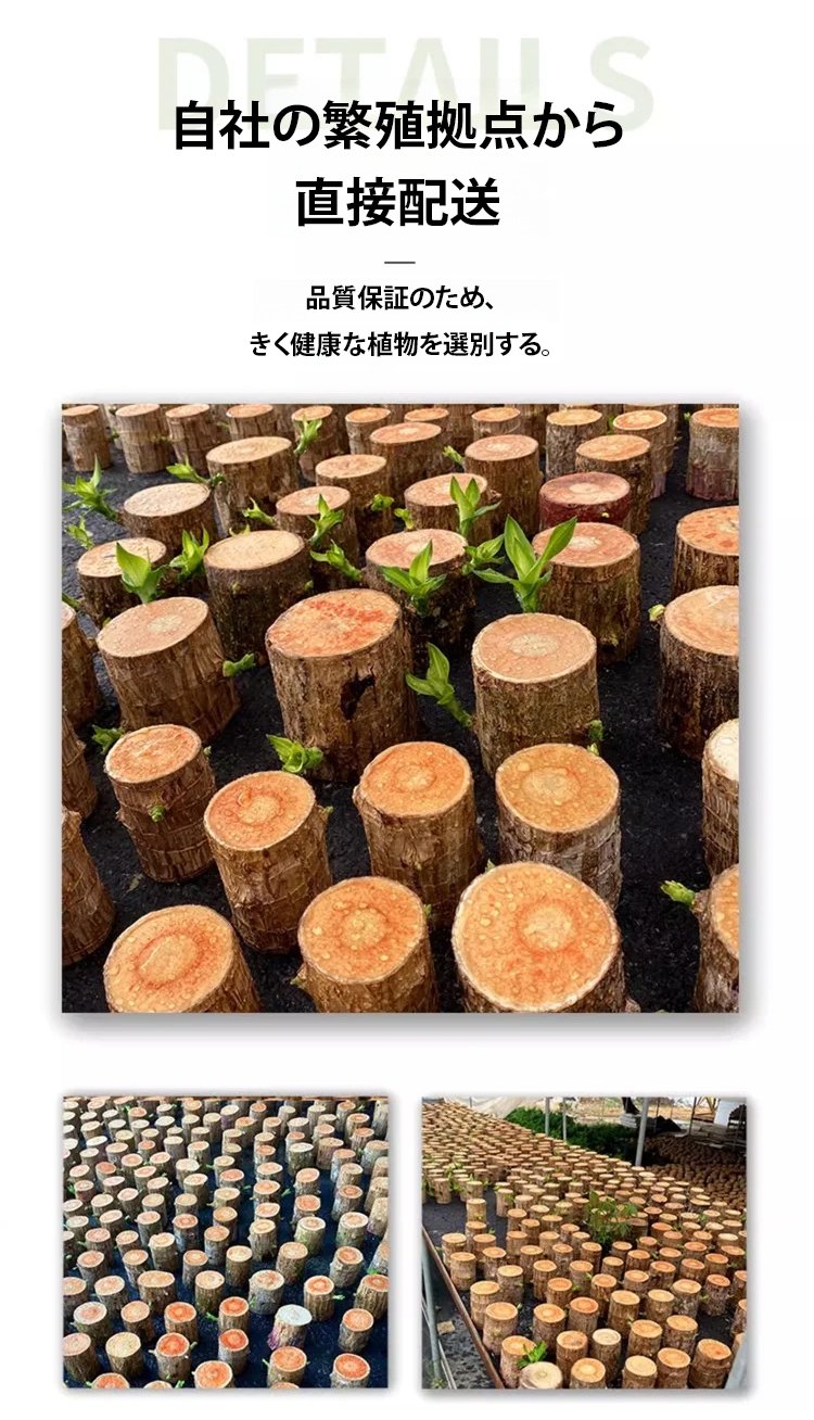 翻译件-SL-【时来运转】水养幸运木绿植盆栽-1145660_16.jpg