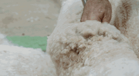 毛衣_13.gif