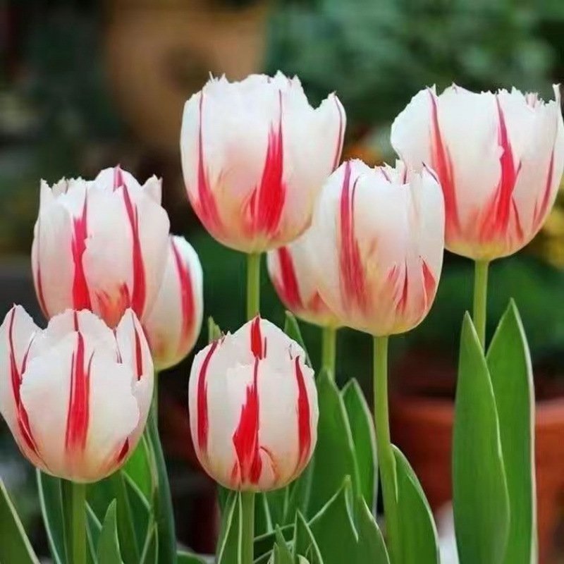 Hydroponic tulips