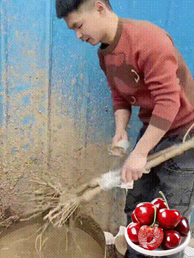 [A single one can bear] Chelsea Cherry Tree Seedling